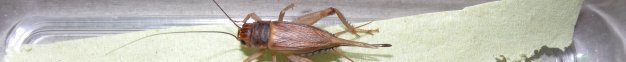 gryllus_assimilis11_60.jpg