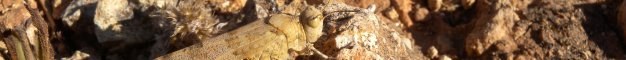 sphingonotus_caerulans25_60.jpg sphingonotus_caerulans25_60.jpg