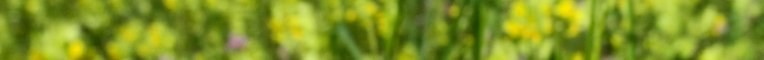 rhinanthus_alectorophulus10_60.jpg rhinanthus_alectorophulus10_60.jpg