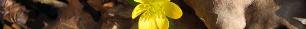 eranthis_hyemalis10_60.jpg eranthis_hyemalis10_60.jpg