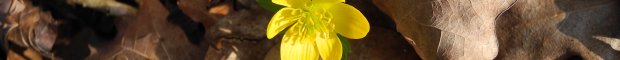 eranthis_hyemalis10_60.jpg