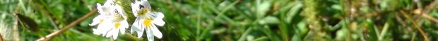 euphrasia11_60.jpg euphrasia11_60.jpg
