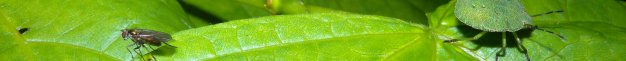 heteroptera_und_diptera_60.jpg