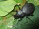 carabus_coriaceus34_60.jpg