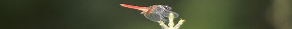 libelle.jpg
