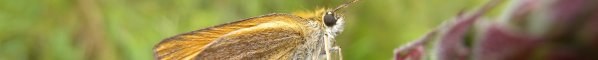 schmetterling_60.jpg schmetterling_60.jpg