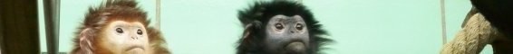 trachypithecus_auratus2_260.jpg