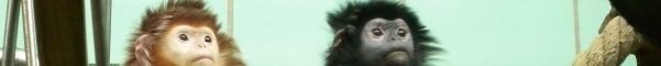 trachypithecus_auratus2_360.jpg trachypithecus_auratus2_360.jpg