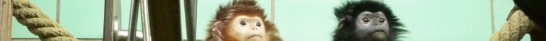 trachypithecus_auratus2_60.jpg trachypithecus_auratus2_60.jpg