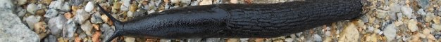 nacktschnecke_kastilien2_60.jpg nacktschnecke_kastilien2_60.jpg
