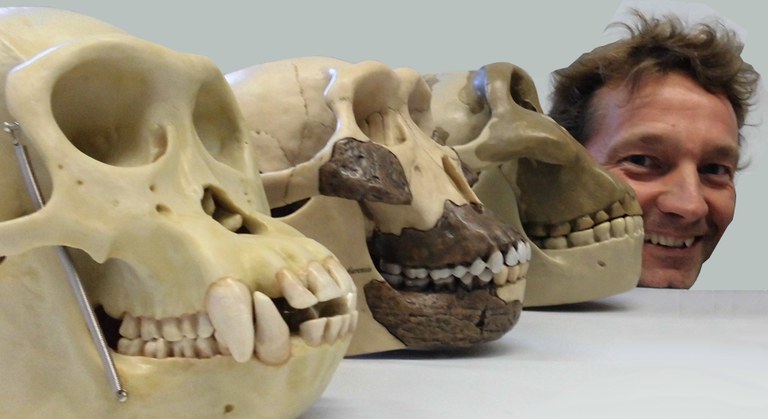 Homo sapiens mit Schädelmodellen rezenter und fossiler Verwandter