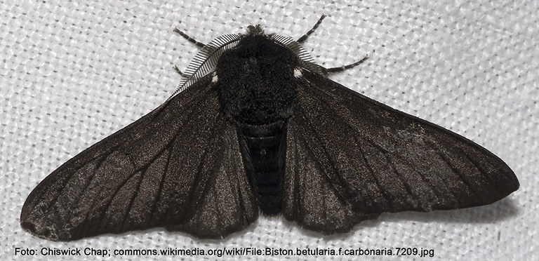 schwarze Form des Birkenspanners (Biston betularia)