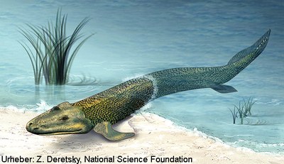 Tiktaalik roseae, ein "Grenzgänger" zwischen Wasser und Land