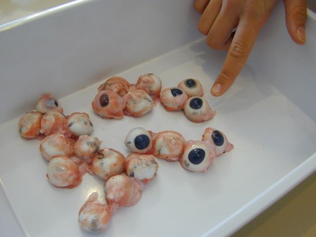 alle_augen.jpg