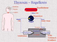 Thyroxin-Regelkreis