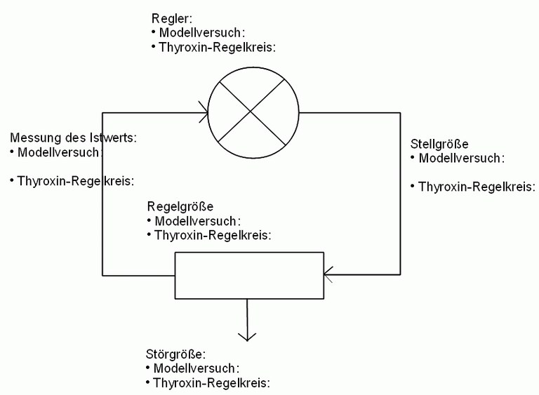 modellversuch_thyroxin_regelkreis.gif