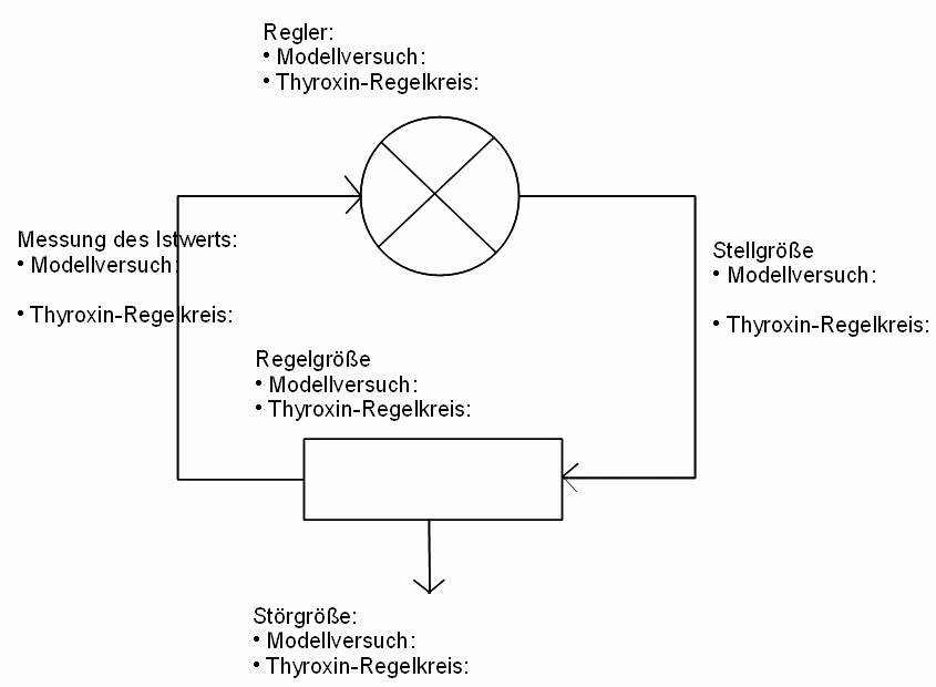modellversuch_thyroxin_regelkreis.gif