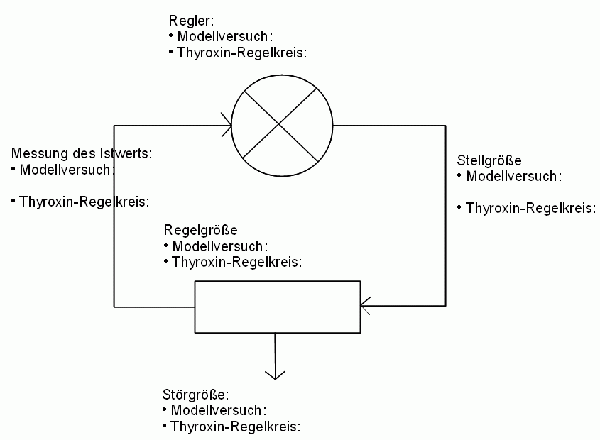Modellversuch für den Thyroxin-Regelkreis