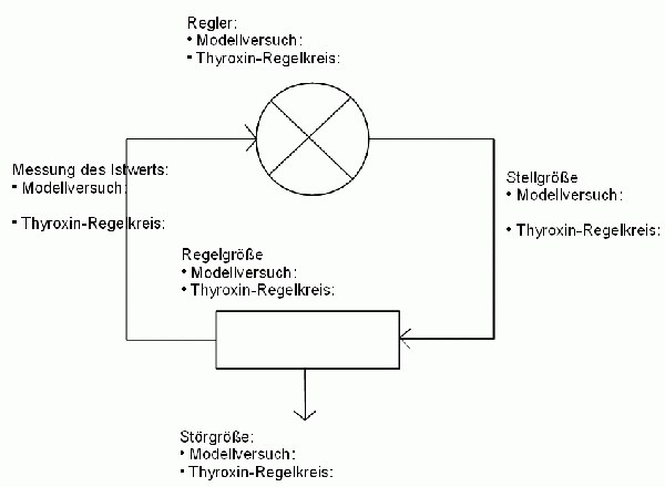 modellversuch_thyroxin_regelkreis_600.gif