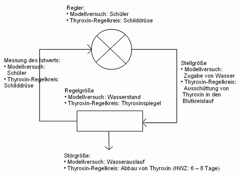 modellversuch_thyroxin_regelkreis_erwartungshorizont.gif
