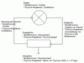 Modellversuch zum Thyroxin-Regelkreis - Erwartungshorizont