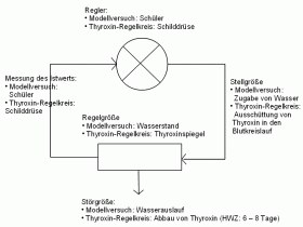 modellversuch_thyroxin_regelkreis_erwartungshorizont_280.gif