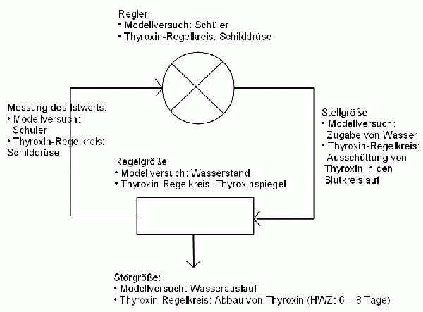 Erwartungshorizont des Regelkreises im Modellversuch und des Regelkreises für Thyroxin