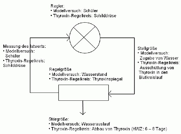 modellversuch_thyroxin_regelkreis_erwartungshorizont_600.gif