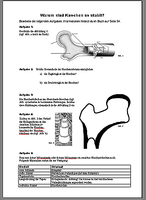 Arbeitsblatt Knochenaufbau