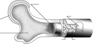 Aufbau eines Knochens