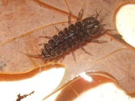asellus_aquaticus_280.jpg