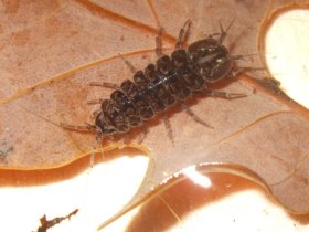 asellus_aquaticus_280.jpg