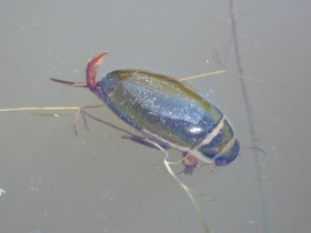 Gelbrandkäfer, eine große Schwimmkäferart