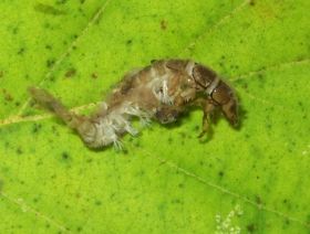 Die Larven der köcherlosen Köcherfliege Hydropsyche fangen in einem Netz Plankton.