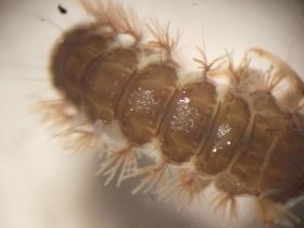 Hinterleibssegmente der köcherlosen Köcherfliegenlarve Rhyacophila mit büschelförmigen Tracheenkiemen
