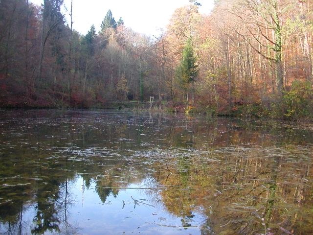 tiefenbach_weiher.jpg