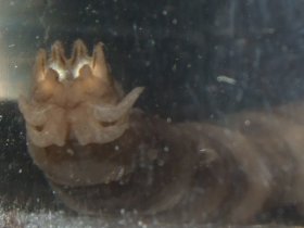 Vorderende der Larve der Wiesenschnake Tipula, ein Zerkleinerer