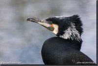 2101-166_kormoran_benjamin_waldmann_200.jpg