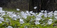 anemone_nemorosa1_200.jpg