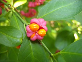 euonymus_europaea1_280.jpg