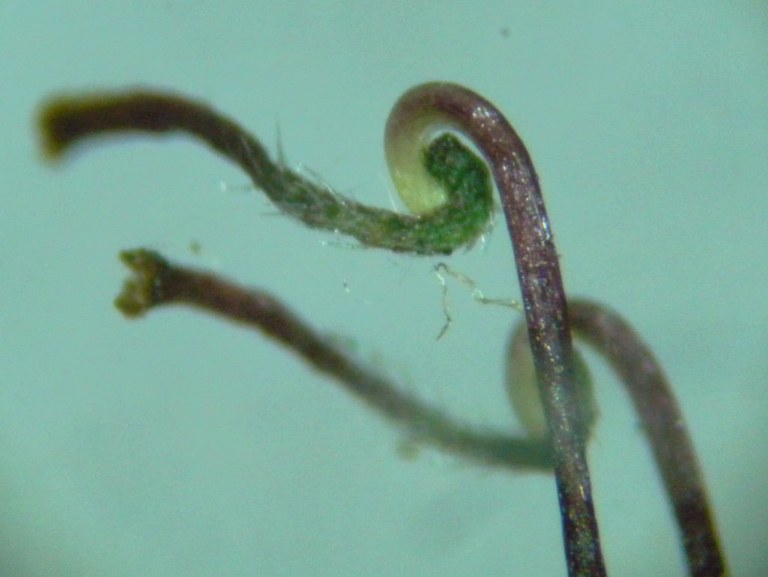 geum_urbanum5_1024.jpg