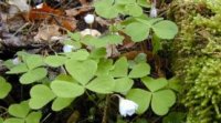 Sauerklee Oxalis acetosella