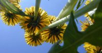 Löwenzahn Taraxacum officinale