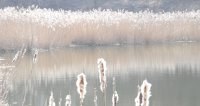 typha_latifolia4_200.jpg