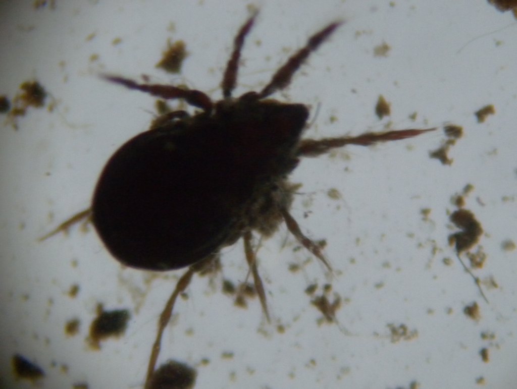 acari12_1024.jpg