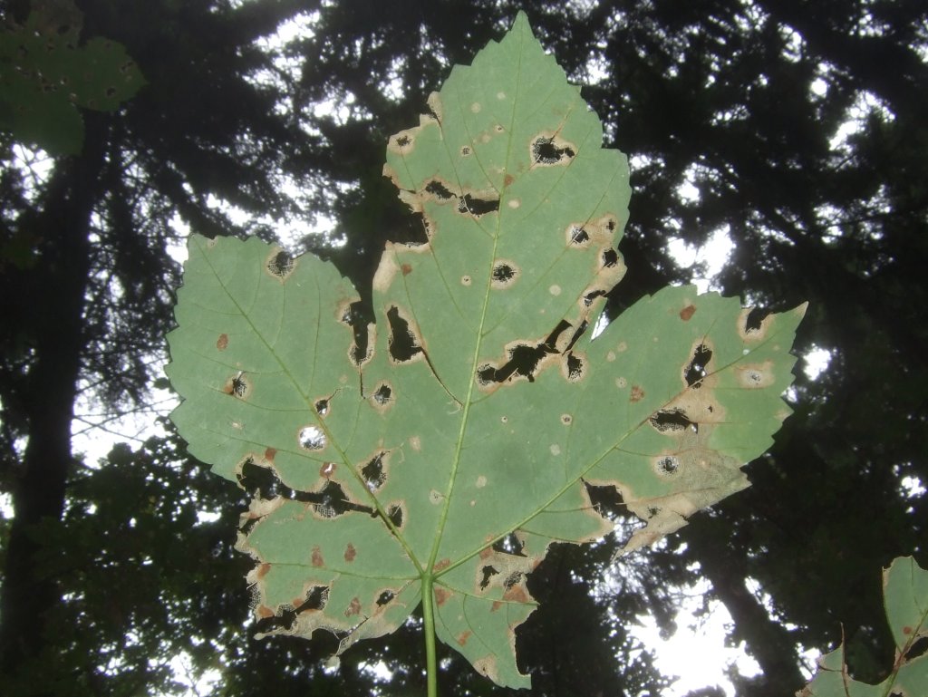 acer_frassbild_1024.jpg