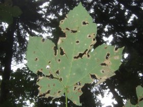 Fraßbild an Blättern des Bergahorns Acer pseudo-platanus