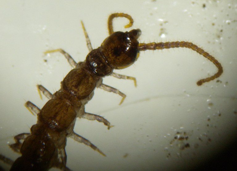chilopoda_vorderende.jpg