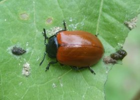 Pappel-Blattkäfer Chrysomela populi