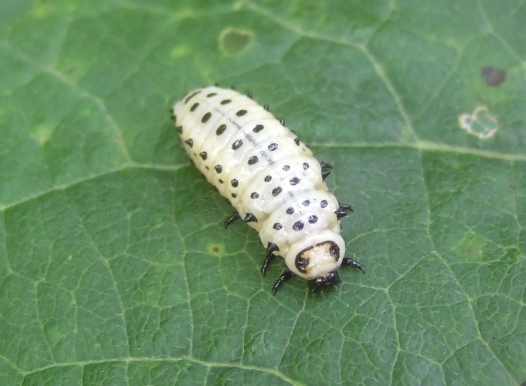 chrysomela_populi_larve_1024.jpg